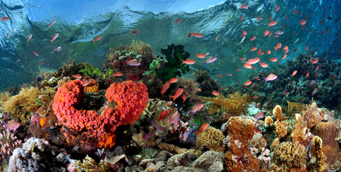 The daily influx of nutrient-rich water in Alor fuels incredible reef growth