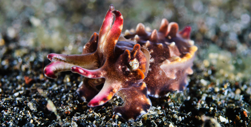 Flamboyant cuttlefish are a highlight for divers in North Sulawesi’s Lembeh Strait