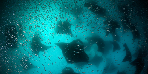 80% of the Maldives' black oceanic manta sightings occur in Fuvahmulah