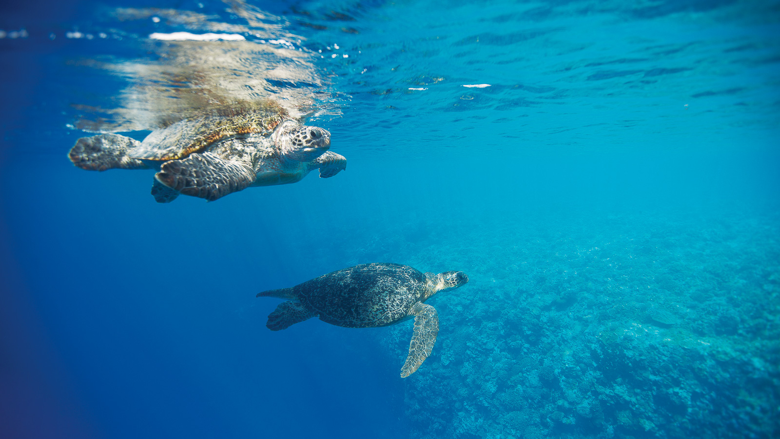 Aldabra Astove Cosmoledo Scuba Diving Banner