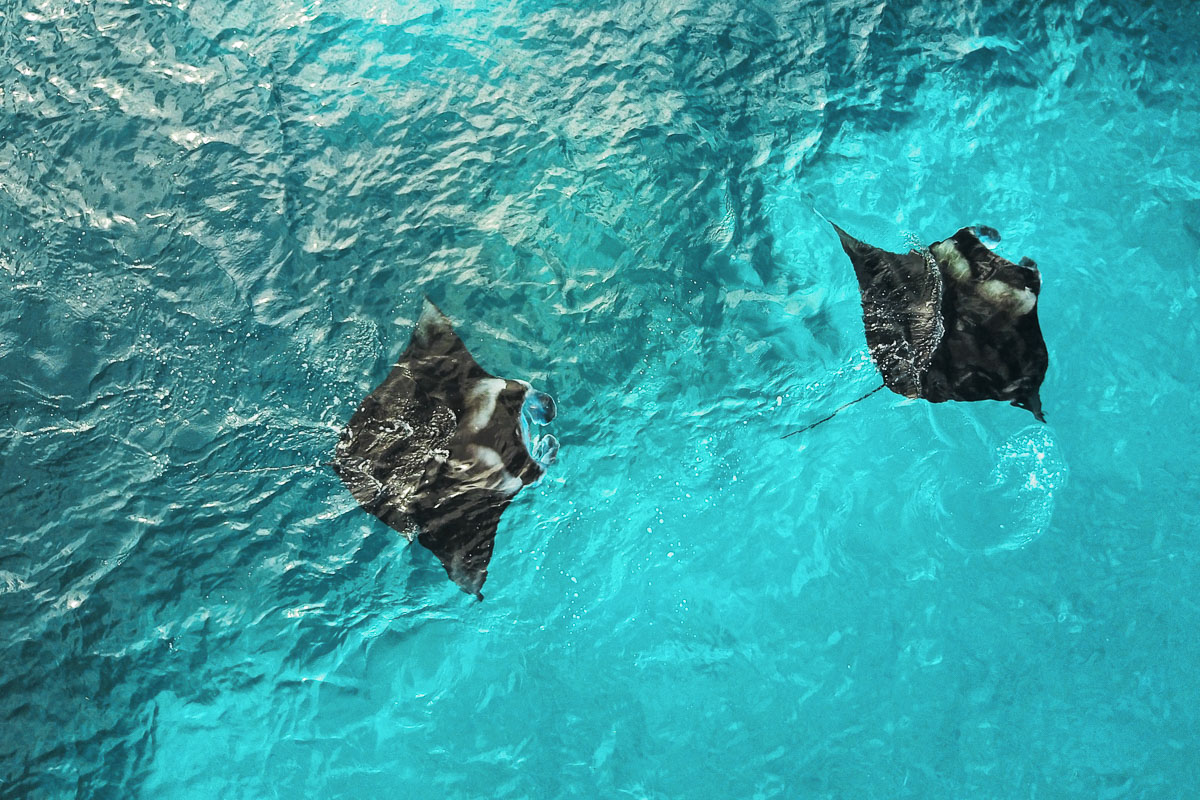 Alphonse Desroches Amirante Islands 12