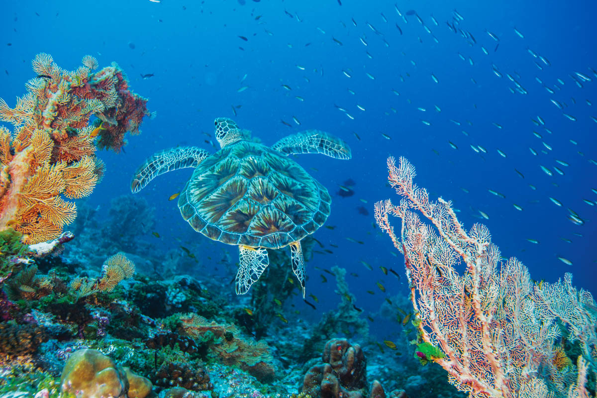 Alphonse Desroches Amirante Islands 15