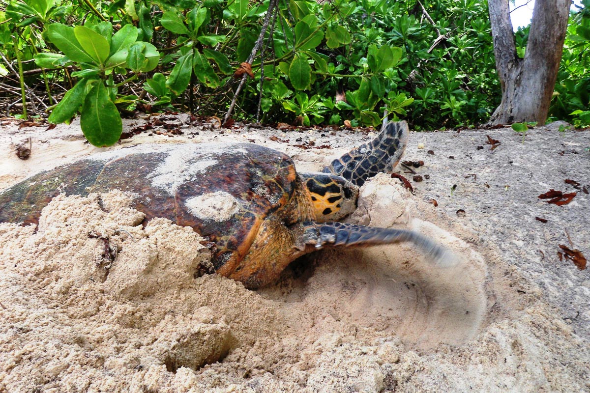 Constance Lemuria Seychelles 19