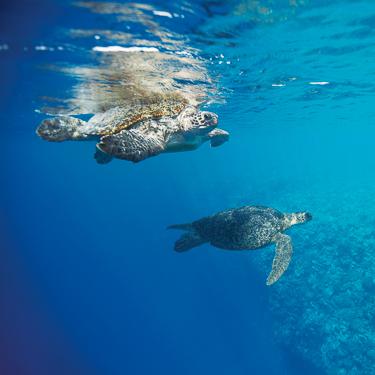 Seychelles Scuba Diving Cosmoledo