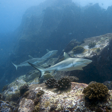 Encounter grey reef sharks at Booby Island Image