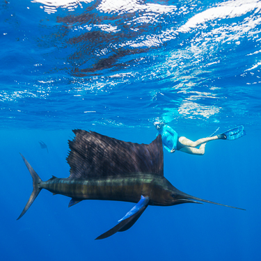 Snorkel with manta rays and sailfish Image