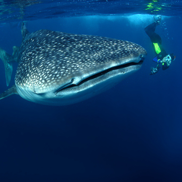 Search for whale sharks in North West Bay Image