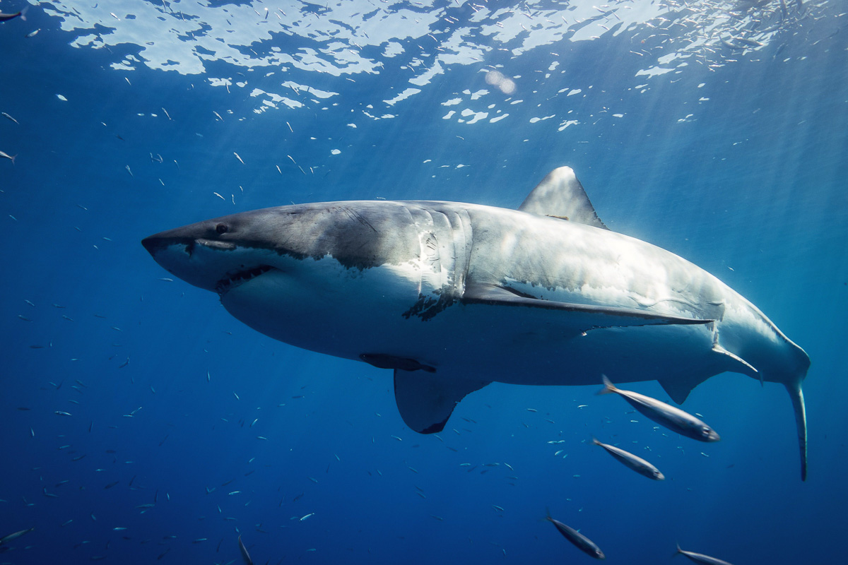 Is it safe and ethical to dive with sharks?