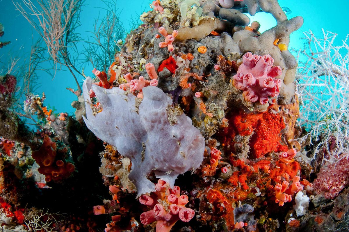 Colourful coral formation in South Male