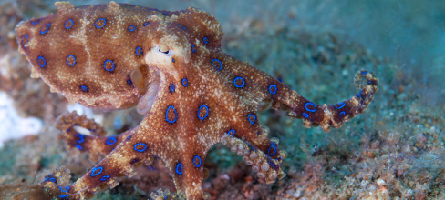 A blue-ringed octopus walking along the seabed