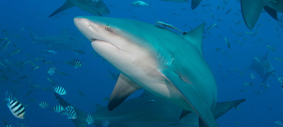 A scuba diver's guide to sharks