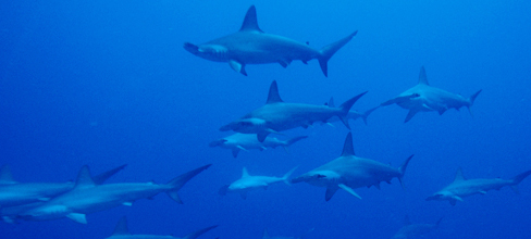 Large schools of scalloped hammerheads are common around the island
