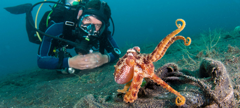 Manado is the gateway to Bunaken and is a hotspot for muck and macro diving