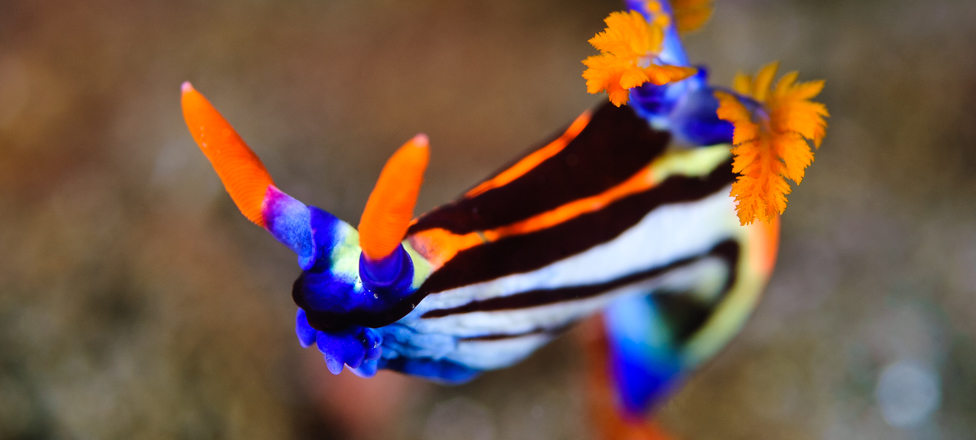 Nembrotha aurea nudibranch, one of many species that can be found around Samama