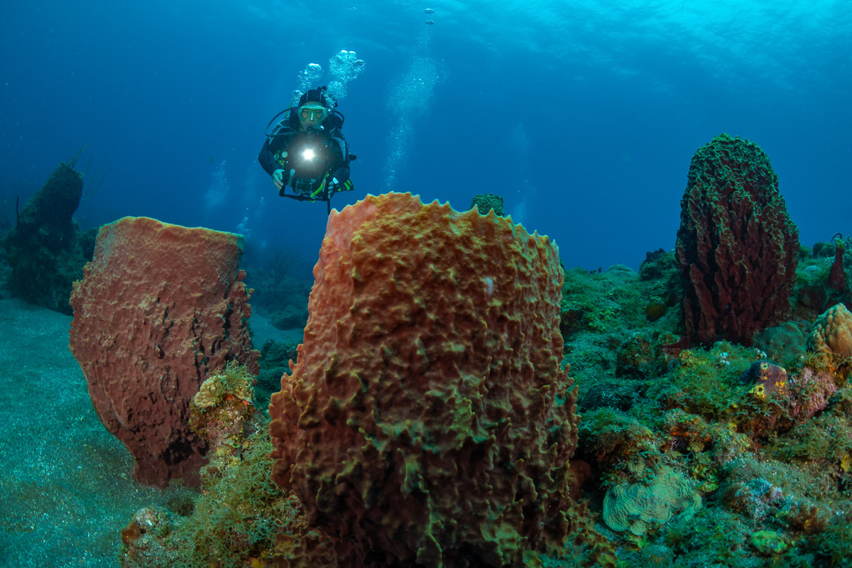 St Kitts Nevis Saba Eustatius Scuba Diving 4