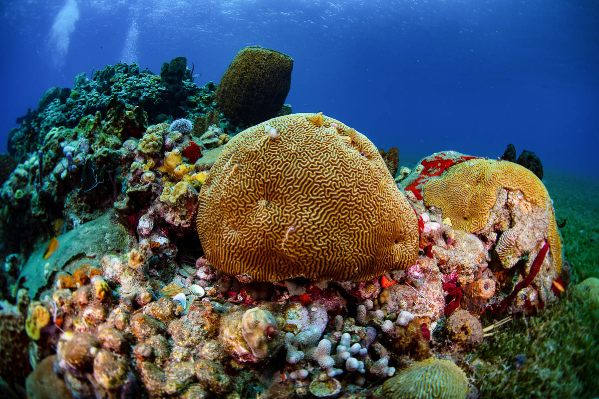 St Lucia is known for its interesting macro diving