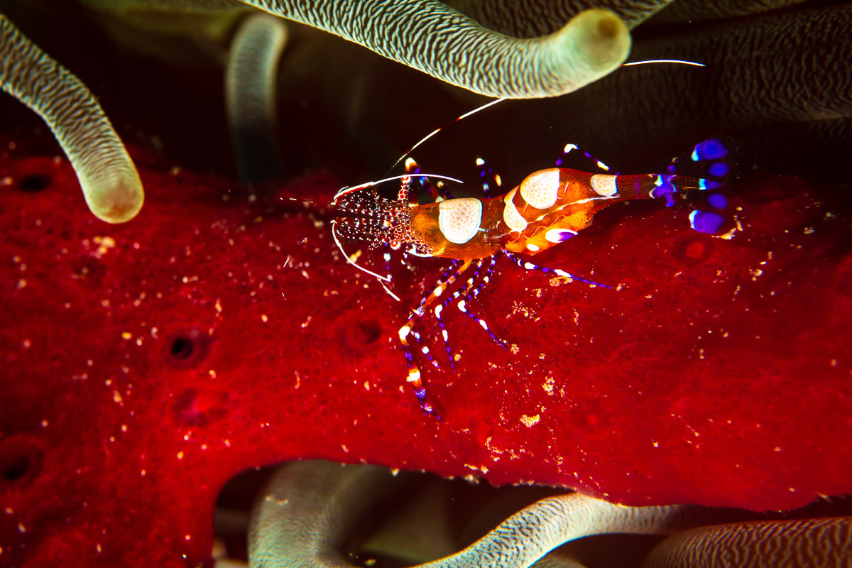 Beautiful shrimp on a starfish, St Vincent