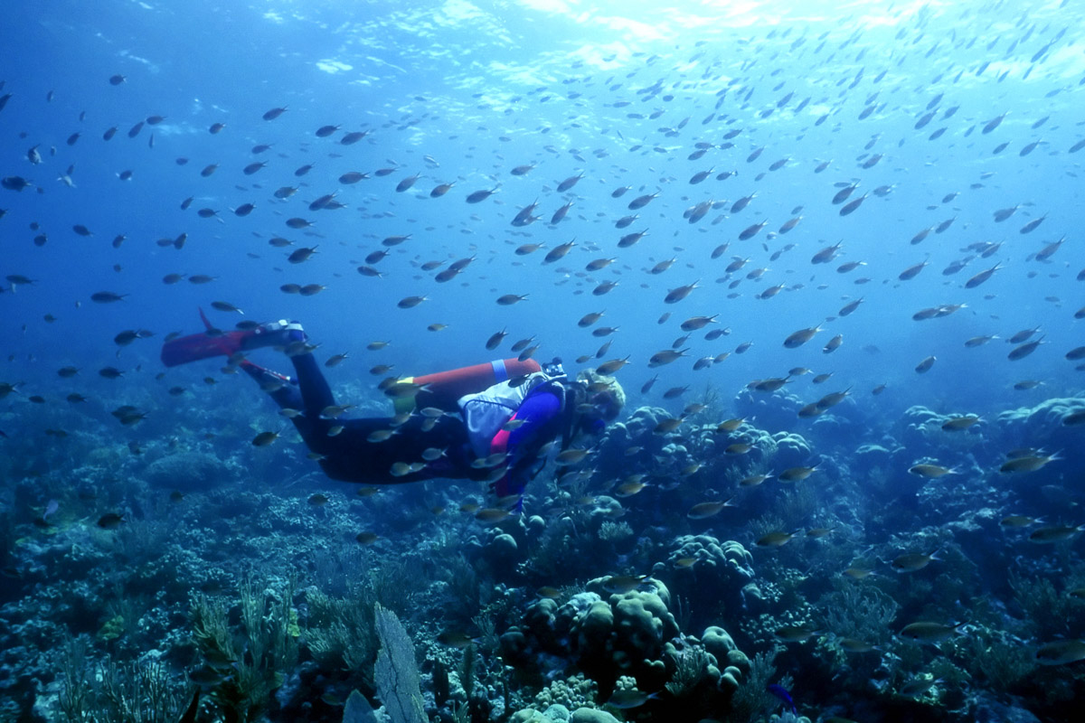 Exploring one of St Vincent's rich reefs