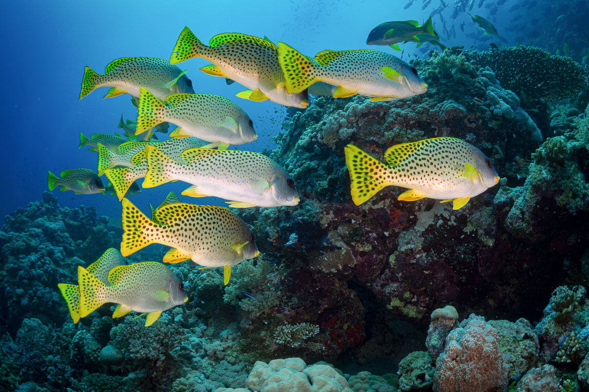 Sudan North South Scuba Diving 15
