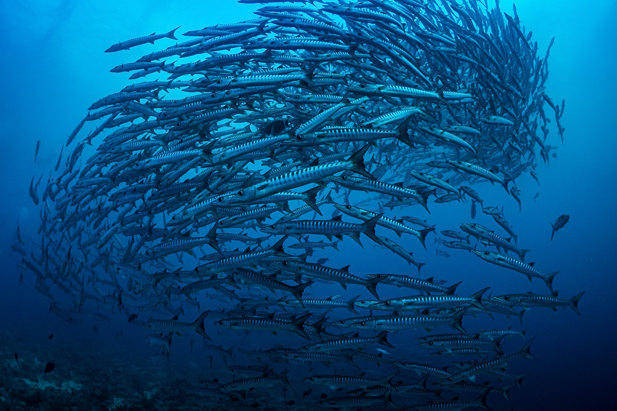 Sudan North South Scuba Diving 8