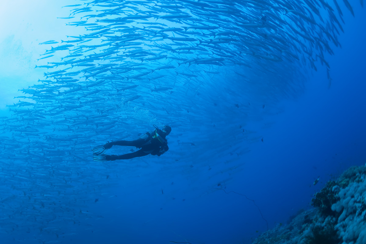 Sudan North South Scuba Diving 9