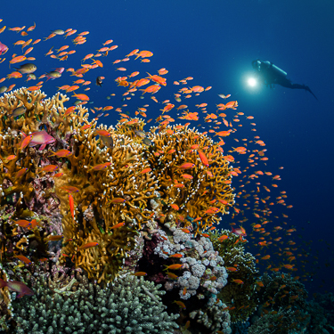 Sudan Scuba Diving Sanganeb