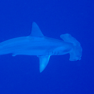 Sudan Scuba Diving Hammerhead