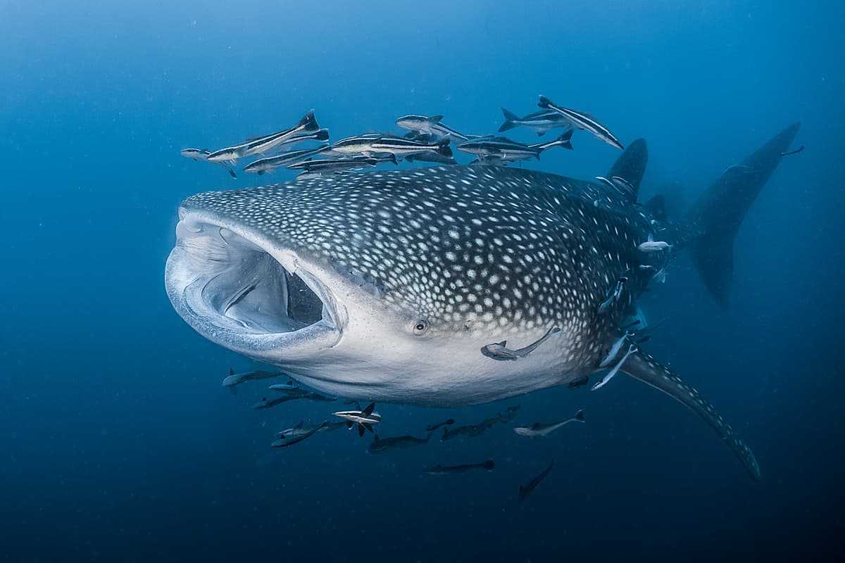 Koh Tao Scuba Diving 03