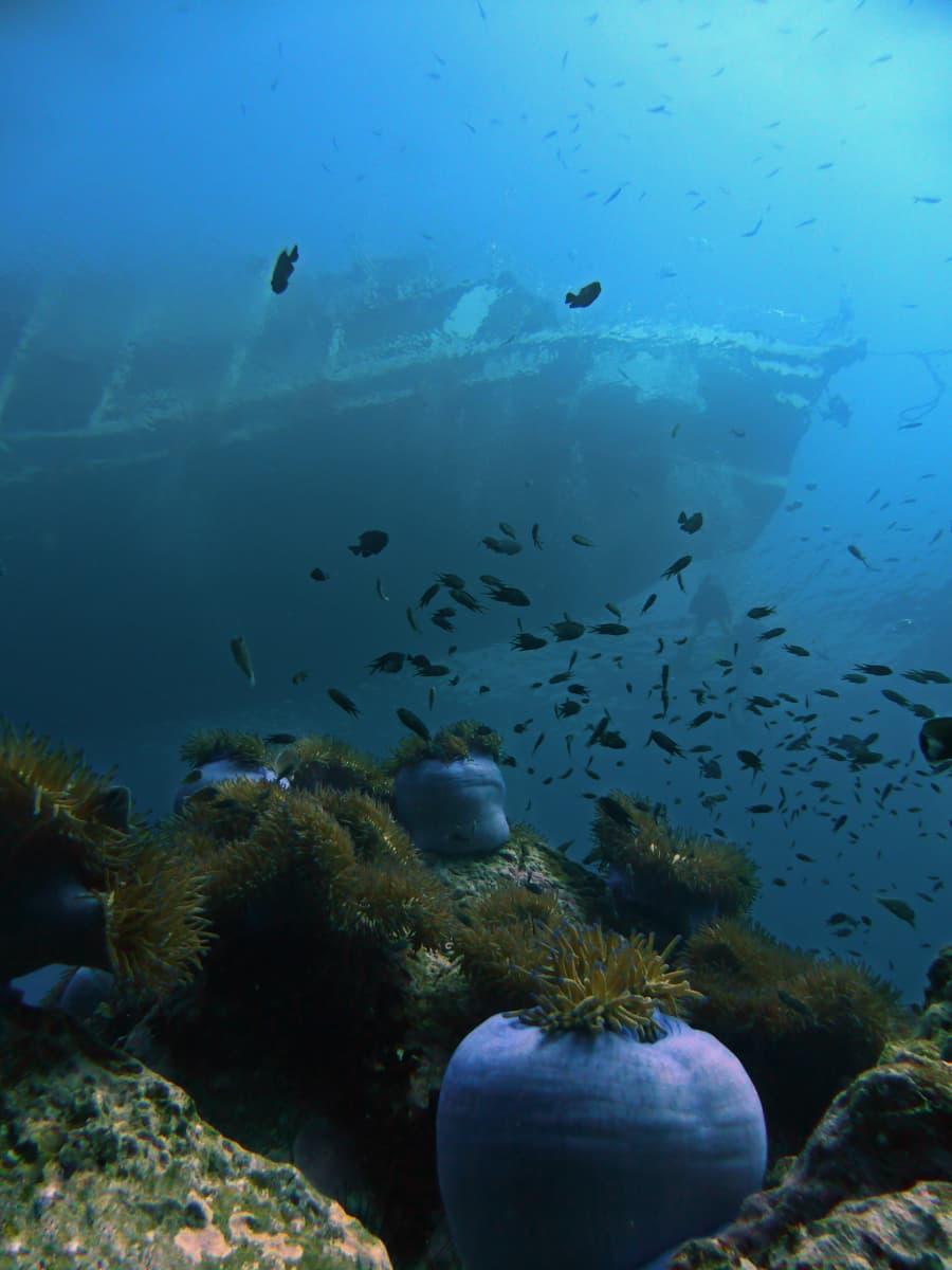 Koh Tao Scuba Diving 05