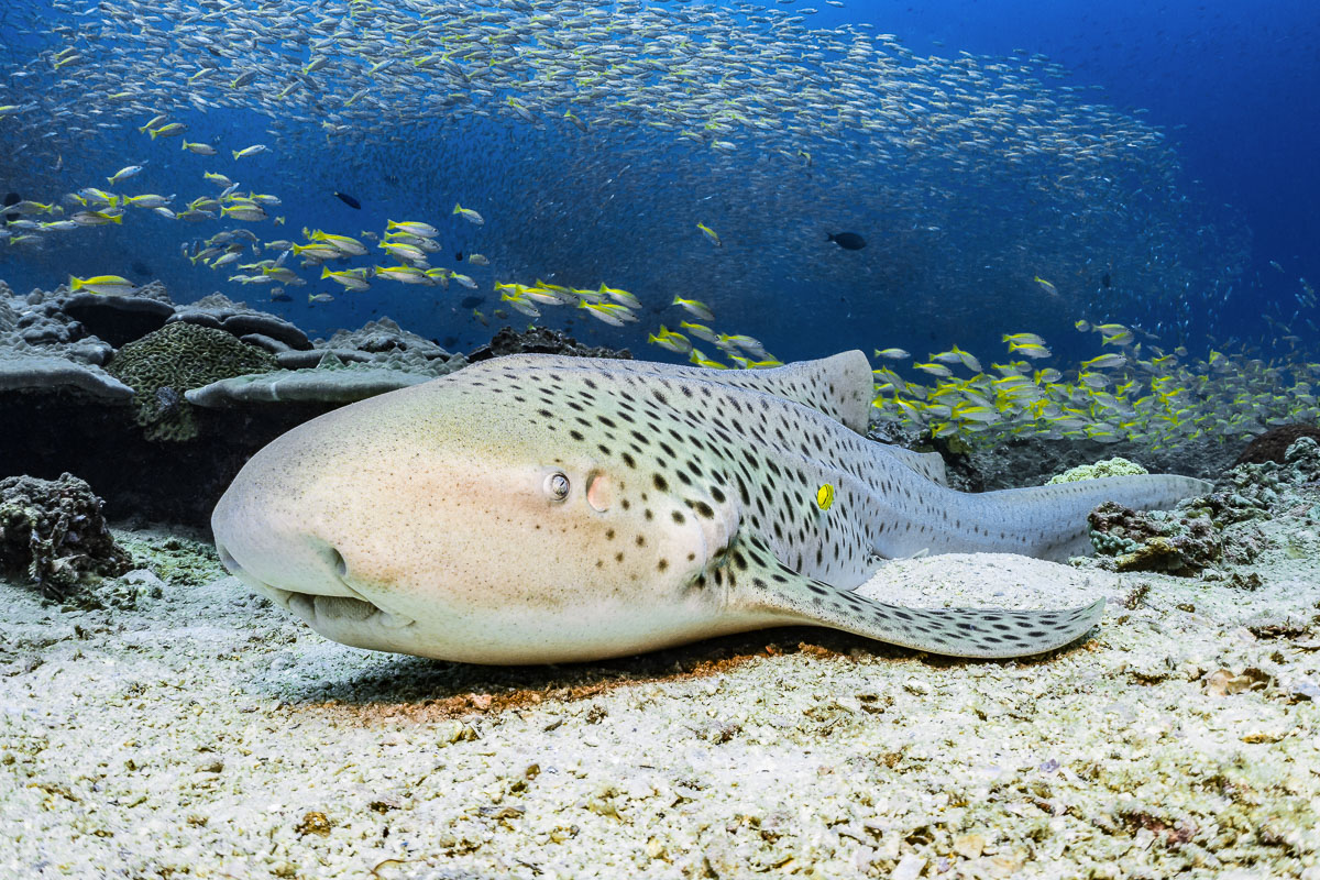 Phuket Phi Phi Krabi Lanta Scuba Diving Thailand 7