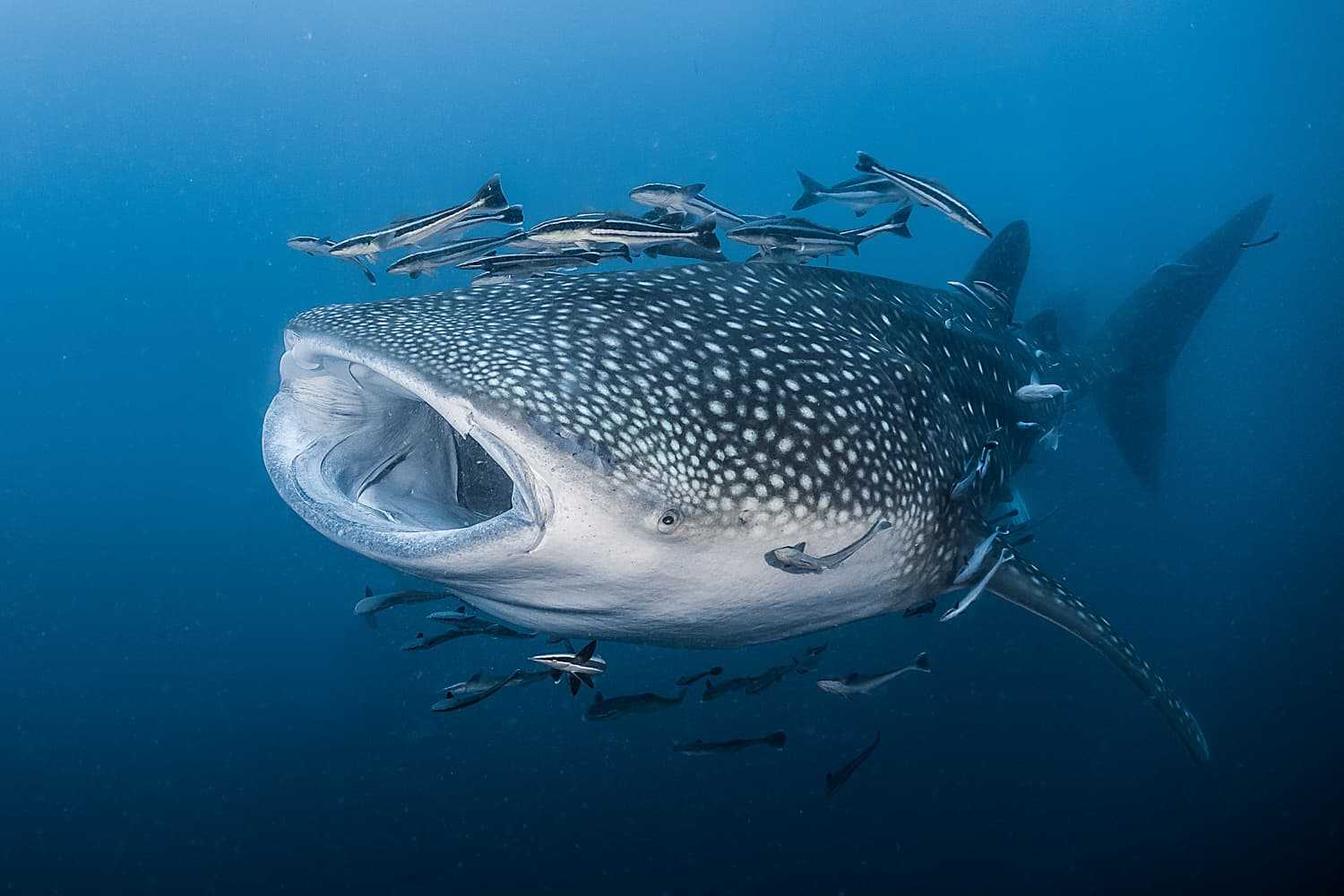 Whale shark cruising through the water column in Thailand