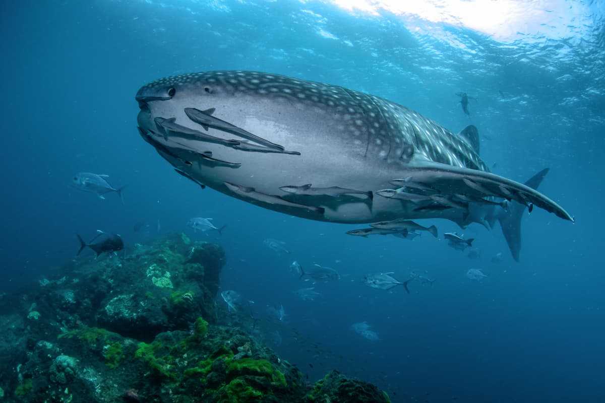 Similan Surin Richelieu Rock Scuba Diving 02