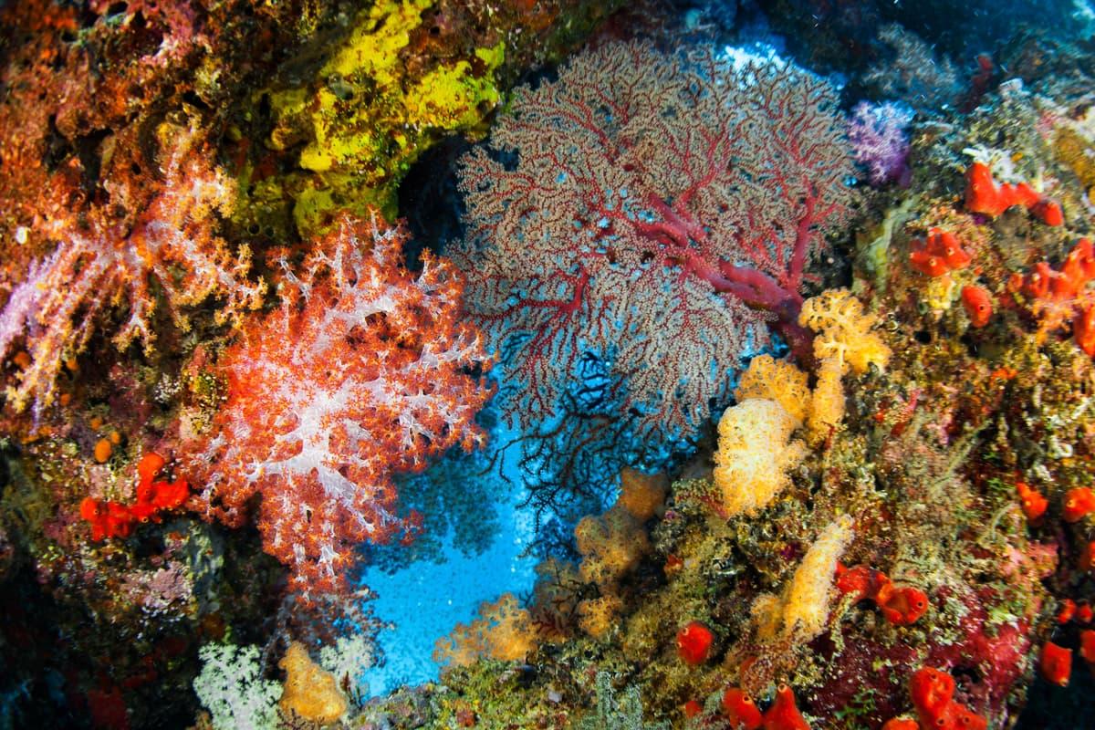 Similan Surin Richelieu Rock Scuba Diving 06