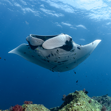 Visit Hin Daeng and Hin Muang in search of mantas Image