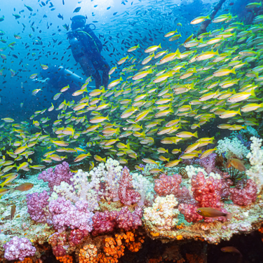 Dive the incredible King Cruiser Wreck from Koh Phi Phi Image