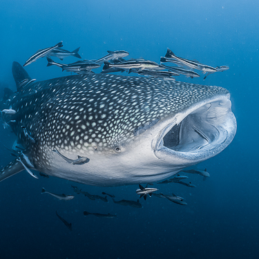 Search for whale sharks at the renowned Richelieu Rock Image