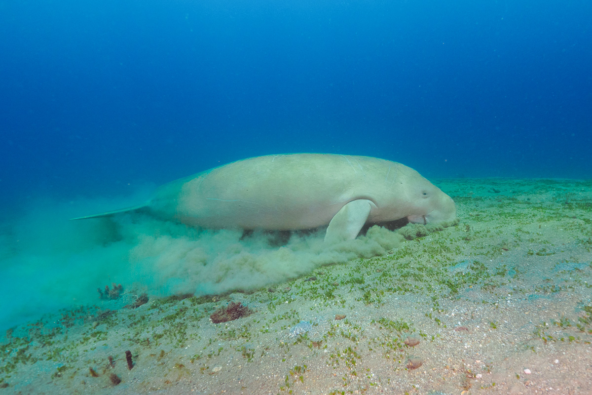 Timor Leste Dili Atauro Scuba Diving Dugong