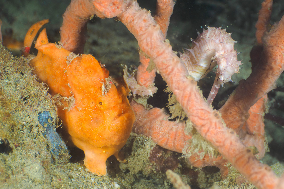 Timor Leste Dili Atauro Scuba Diving Tasi Tolu