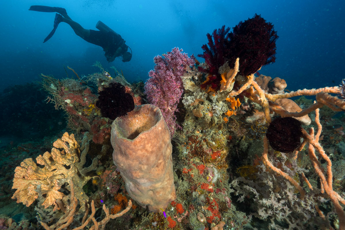 Timor Leste Dili Atauro Scuba Diving Atauro Reef