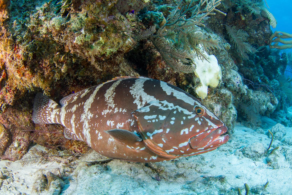 Grand Turk Island Turks Caicos Diving 6