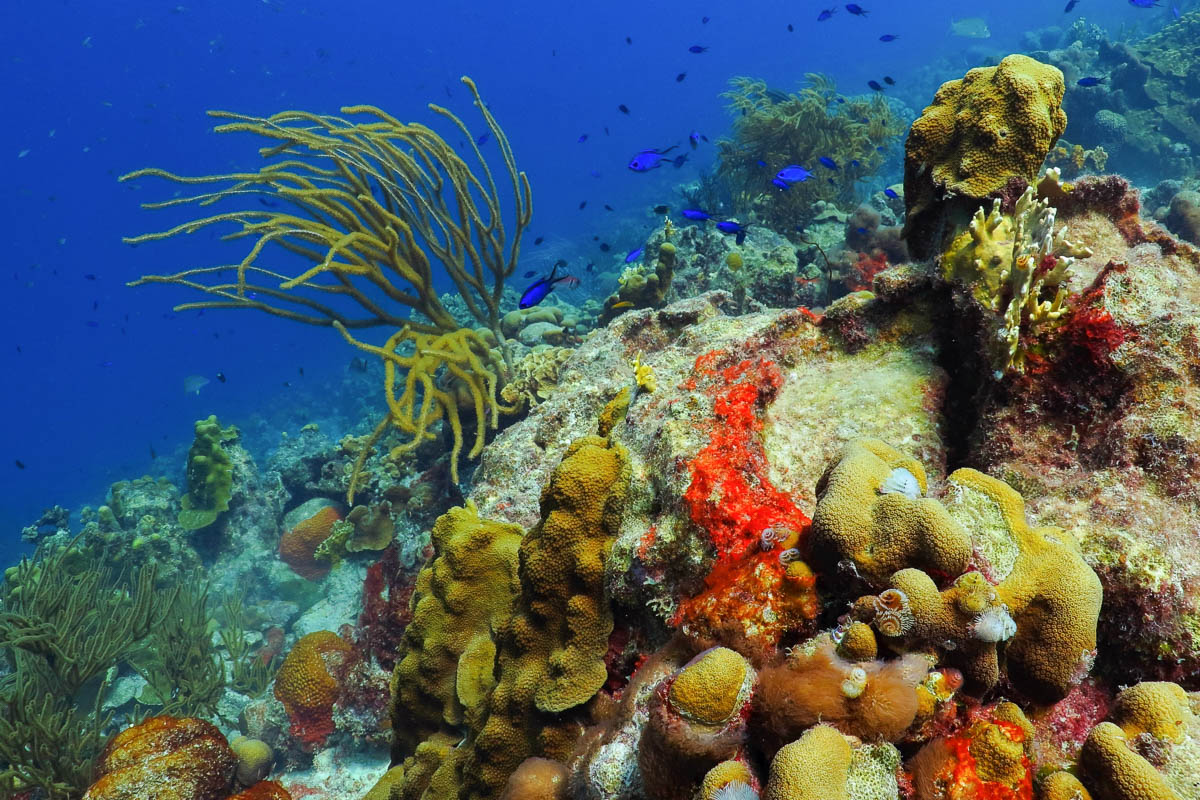 Grand Turk Island Turks Caicos Diving 8