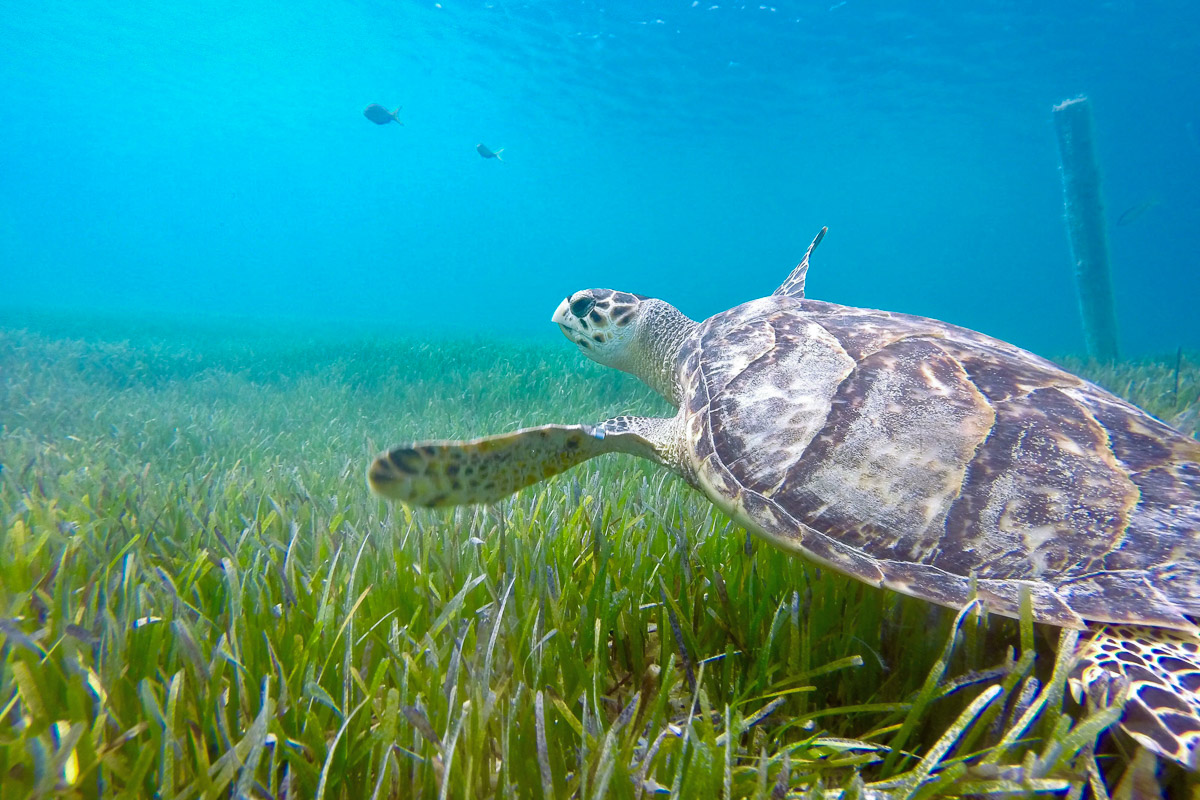Providenciales Caicos Islands Scuba Diving 11
