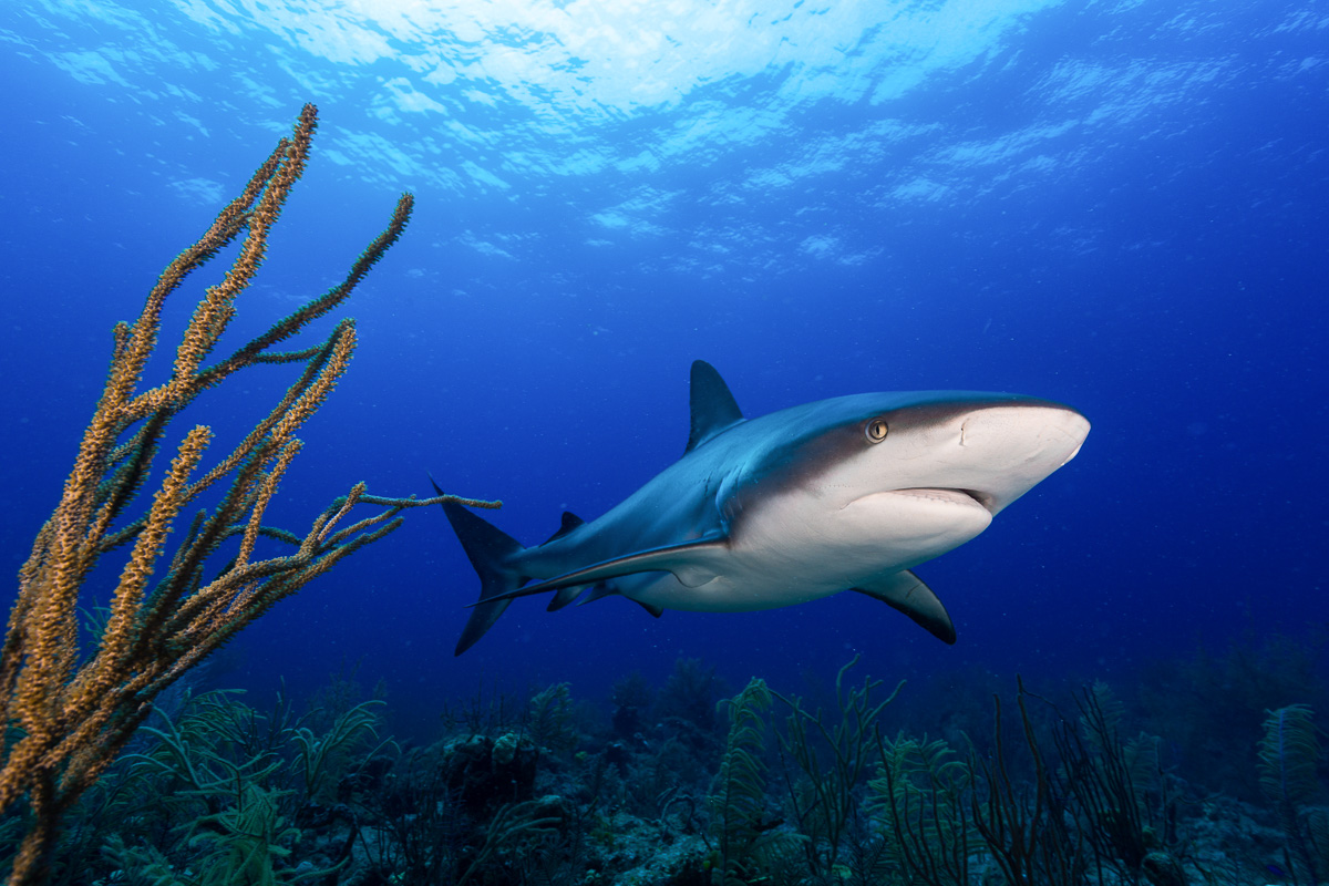 Providenciales Caicos Islands Scuba Diving 2