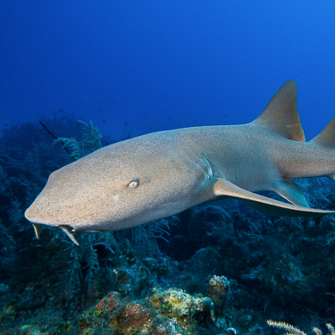 Turks Caicos French Cay Nurse Shark