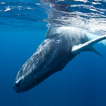 Search for migratory humpback whales Image