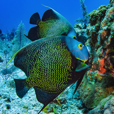 Drift amidst beautiful coral gardens Image