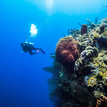 Turks Caicos Scuba Diving Walls