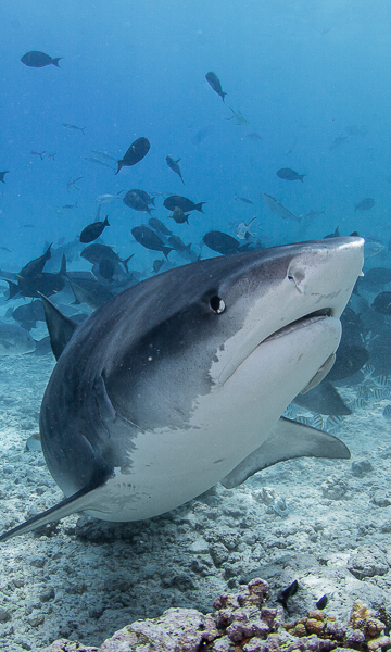 Fuvahmulah Tiger Shark Portrait