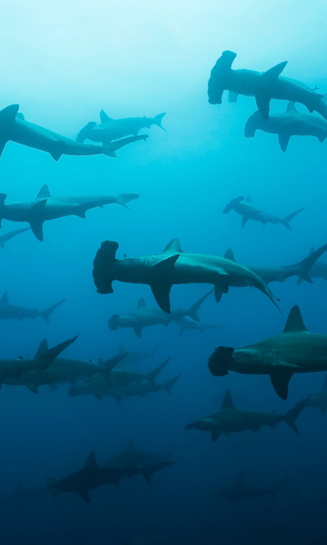 Galapagos Hammerheads