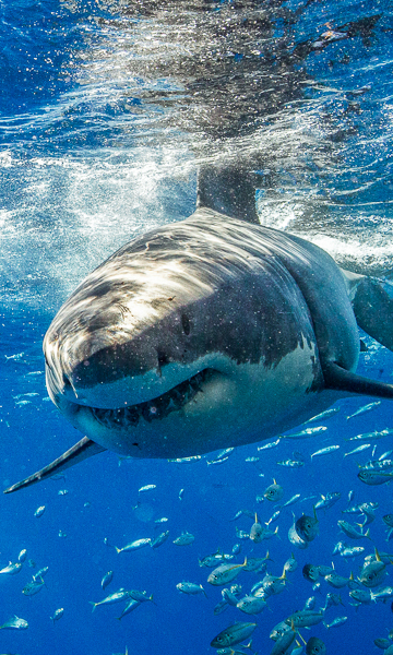 Guadalupe Great White Shark Portrait